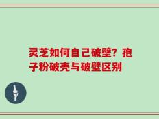 灵芝如何自己破壁？孢子粉破壳与破壁区别
