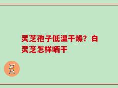 灵芝孢子低温干燥？白灵芝怎样晒干