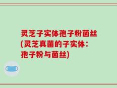 灵芝子实体孢子粉菌丝(灵芝真菌的子实体：孢子粉与菌丝)