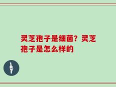 灵芝孢子是细菌？灵芝孢子是怎么样的