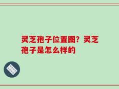 灵芝孢子位置图？灵芝孢子是怎么样的