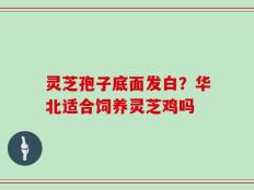 灵芝孢子底面发白？华北适合饲养灵芝鸡吗