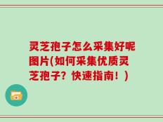 灵芝孢子怎么采集好呢图片(如何采集优质灵芝孢子？快速指南！)