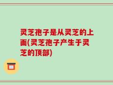 灵芝孢子是从灵芝的上面(灵芝孢子产生于灵芝的顶部)
