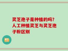 灵芝孢子是种植的吗？人工种植灵芝与灵芝孢子粉区别