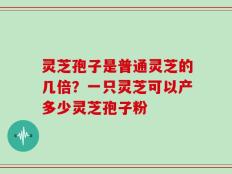 灵芝孢子是普通灵芝的几倍？一只灵芝可以产多少灵芝孢子粉