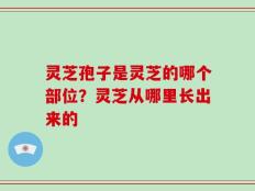 灵芝孢子是灵芝的哪个部位？灵芝从哪里长出来的