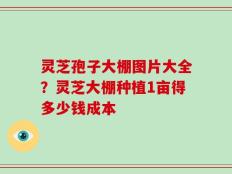 灵芝孢子大棚图片大全？灵芝大棚种植1亩得多少钱成本