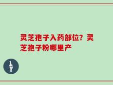 灵芝孢子入药部位？灵芝孢子粉哪里产