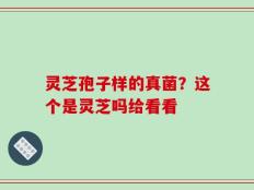 灵芝孢子样的真菌？这个是灵芝吗给看看