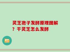 灵芝孢子发酵原理图解？干灵芝怎么发酵
