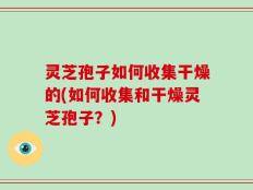 灵芝孢子如何收集干燥的(如何收集和干燥灵芝孢子？)