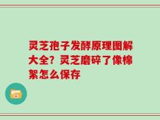 灵芝孢子发酵原理图解大全？灵芝磨碎了像棉絮怎么保存