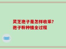 灵芝孢子是怎样收采？孢子粉种植全过程
