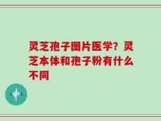 灵芝孢子图片医学？灵芝本体和孢子粉有什么不同