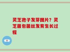 灵芝孢子发芽图片？灵芝菌包菌丝发育生长过程