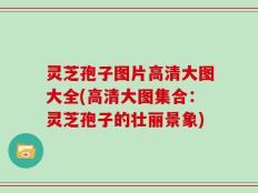 灵芝孢子图片高清大图大全(高清大图集合：灵芝孢子的壮丽景象)