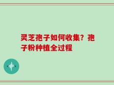 灵芝孢子如何收集？孢子粉种植全过程