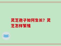 灵芝孢子如何生长？灵芝怎样繁殖