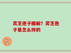 灵芝孢子图解？灵芝孢子是怎么样的