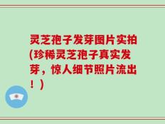 灵芝孢子发芽图片实拍(珍稀灵芝孢子真实发芽，惊人细节照片流出！)