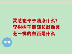 灵芝孢子子油漆什么？李树树干底部长出像灵芝一样的东西是什么