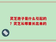 灵芝孢子是什么引起的？灵芝从哪里长出来的