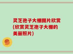 灵芝孢子大棚图片欣赏(欣赏灵芝孢子大棚的美丽照片)
