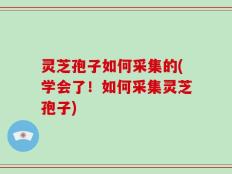 灵芝孢子如何采集的(学会了！如何采集灵芝孢子)