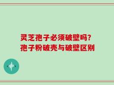 灵芝孢子必须破壁吗？孢子粉破壳与破壁区别