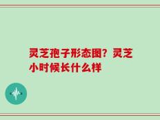 灵芝孢子形态图？灵芝小时候长什么样