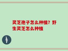 灵芝孢子怎么种植？野生灵芝怎么种植