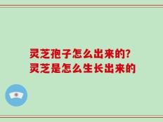 灵芝孢子怎么出来的？灵芝是怎么生长出来的