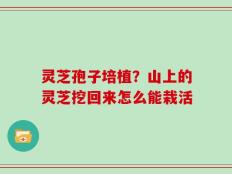 灵芝孢子培植？山上的灵芝挖回来怎么能栽活