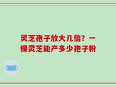 灵芝孢子放大几倍？一棵灵芝能产多少孢子粉