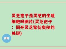 灵芝孢子是灵芝的生殖细胞吗图片(灵芝孢子：揭开灵芝繁衍奥秘的关键)