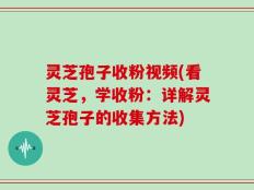 灵芝孢子收粉视频(看灵芝，学收粉：详解灵芝孢子的收集方法)