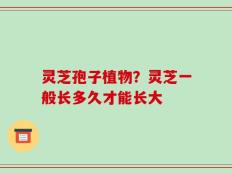 灵芝孢子植物？灵芝一般长多久才能长大