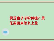 灵芝孢子子粉种植？灵芝买回来怎么上盆