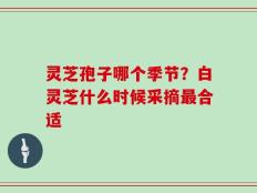 灵芝孢子哪个季节？白灵芝什么时候采摘最合适