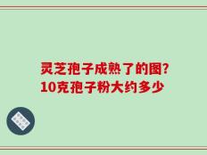 灵芝孢子成熟了的图？10克孢子粉大约多少