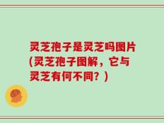灵芝孢子是灵芝吗图片(灵芝孢子图解，它与灵芝有何不同？)