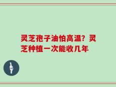 灵芝孢子油怕高温？灵芝种植一次能收几年
