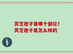 灵芝孢子是哪个部位？灵芝孢子是怎么样的