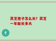 灵芝孢子怎么长？灵芝一年能长多大