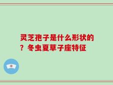 灵芝孢子是什么形状的？冬虫夏草子座特征