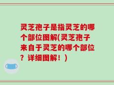 灵芝孢子是指灵芝的哪个部位图解(灵芝孢子来自于灵芝的哪个部位？详细图解！)