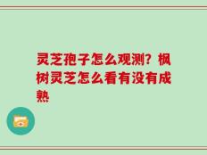 灵芝孢子怎么观测？枫树灵芝怎么看有没有成熟