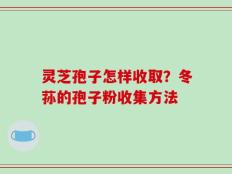 灵芝孢子怎样收取？冬荪的孢子粉收集方法