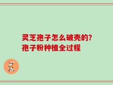 灵芝孢子怎么破壳的？孢子粉种植全过程